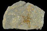 Ordovician Starfish (Petraster?) Fossil - Morocco #118041-1